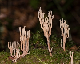 Coral Fungi