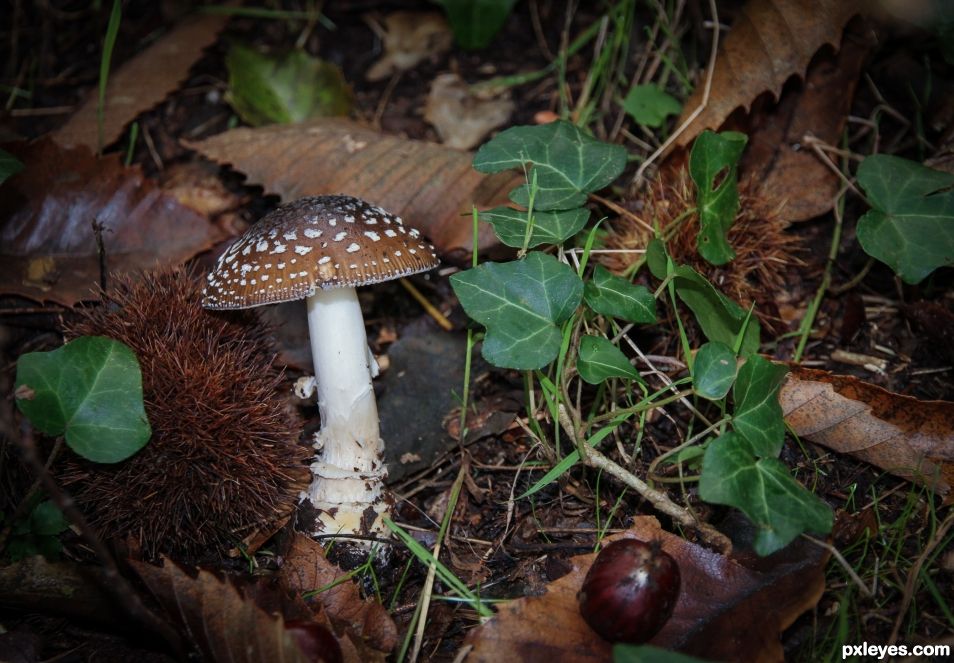 Amanita