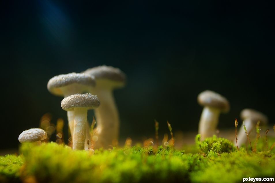 World of Mushrooms