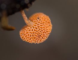 the underside
