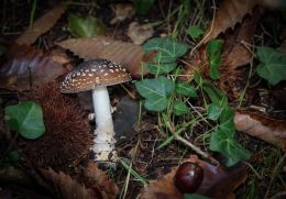 Amanita