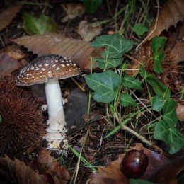 Amanita