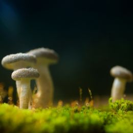 World of Mushrooms Picture