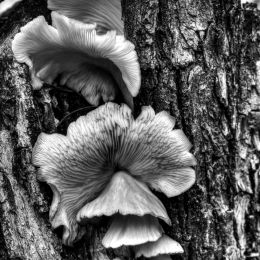 Mushrooms7