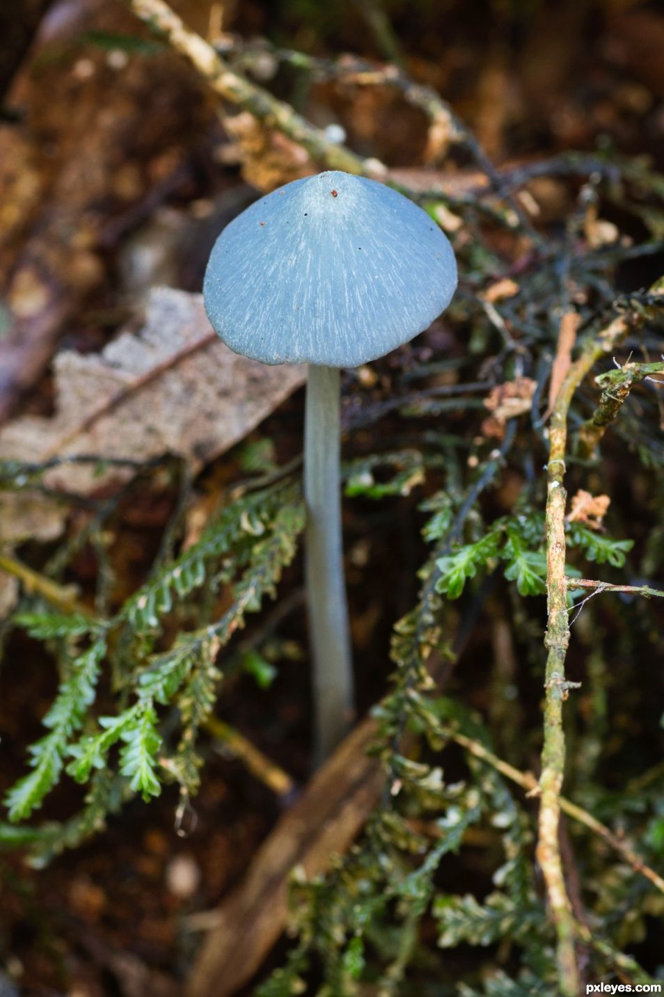 Entoloma Hochstetteri