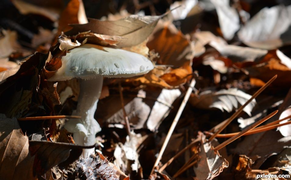 Amanita citrina