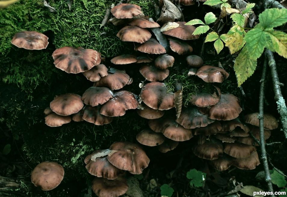 Fungus Herd