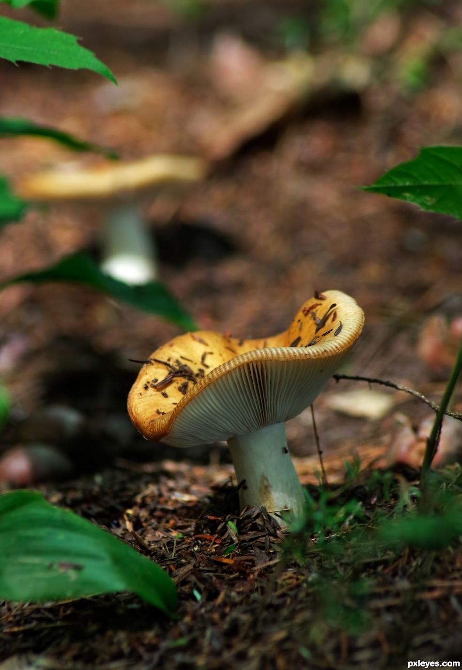 Forest Floor