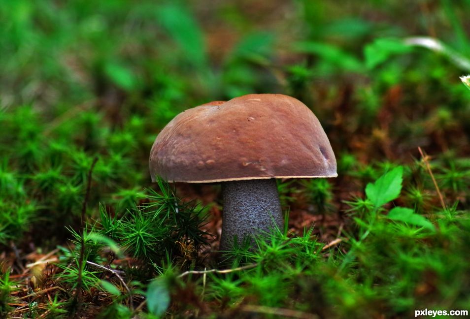 Fairy Umbrella