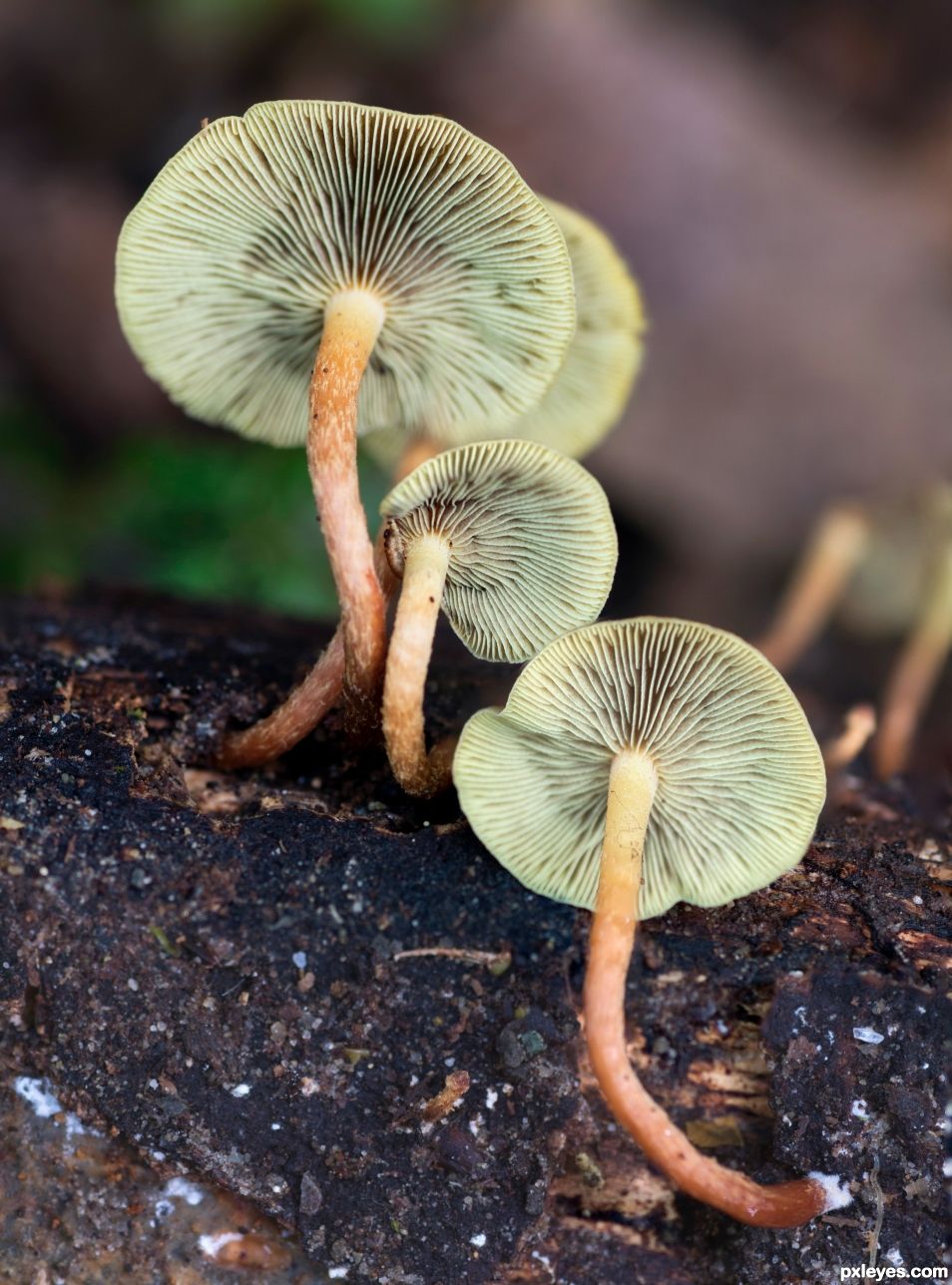 Lepiota