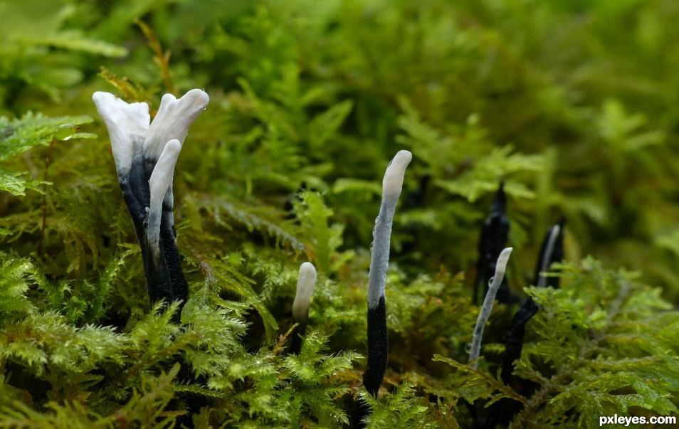 Stags horn fungus