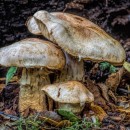 mushrooms 4 photography contest