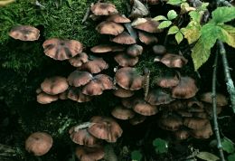 Fungus Herd
