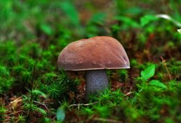 Fairy Umbrella