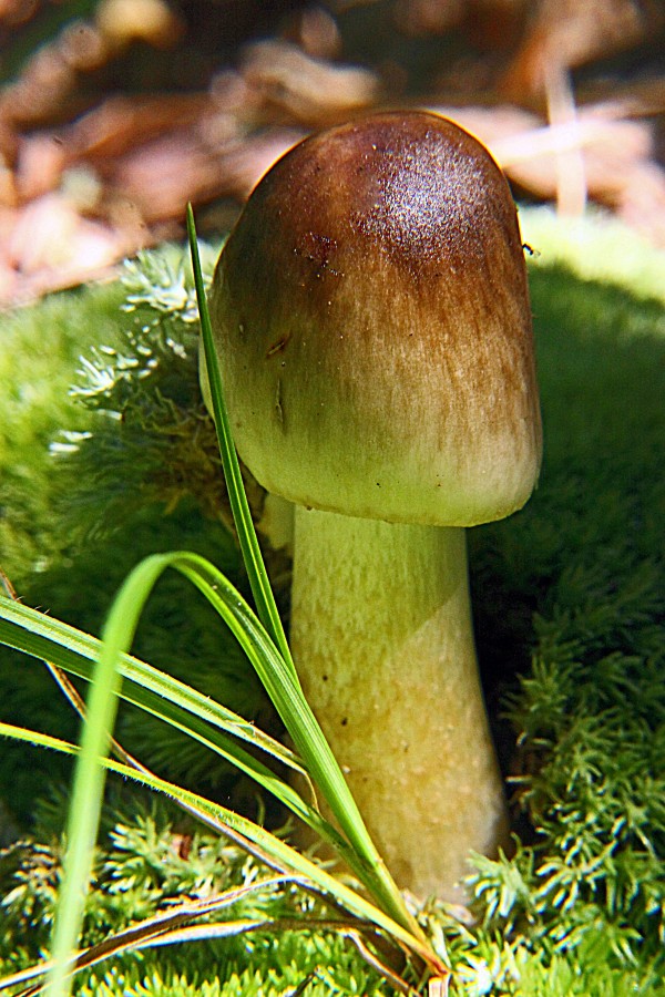Manly Mushroom