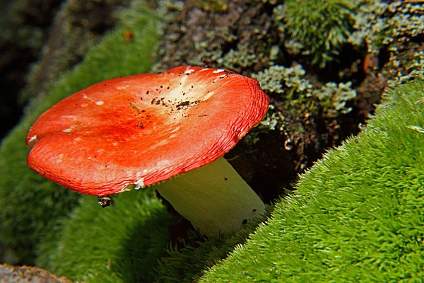 Red topped mushroom