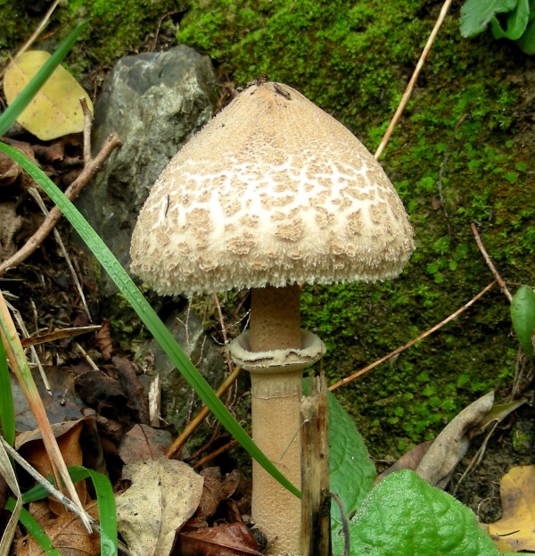 Mushroom