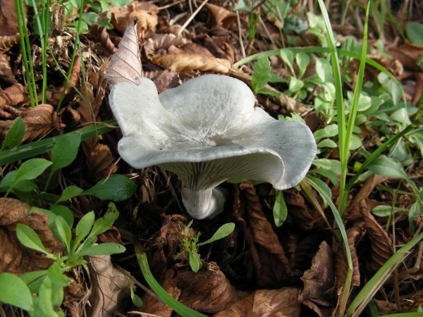 Mushroom