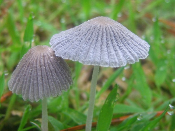 Mushroom in Macro