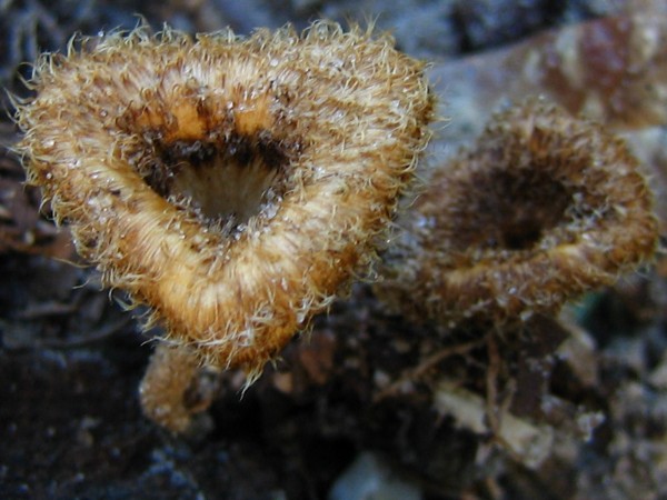 Heart shaped Mushroom