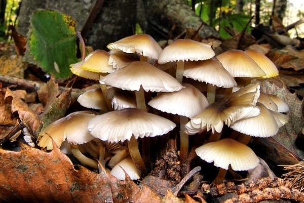 Forest mushrooms