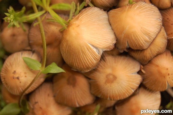 A group of Mushrooms