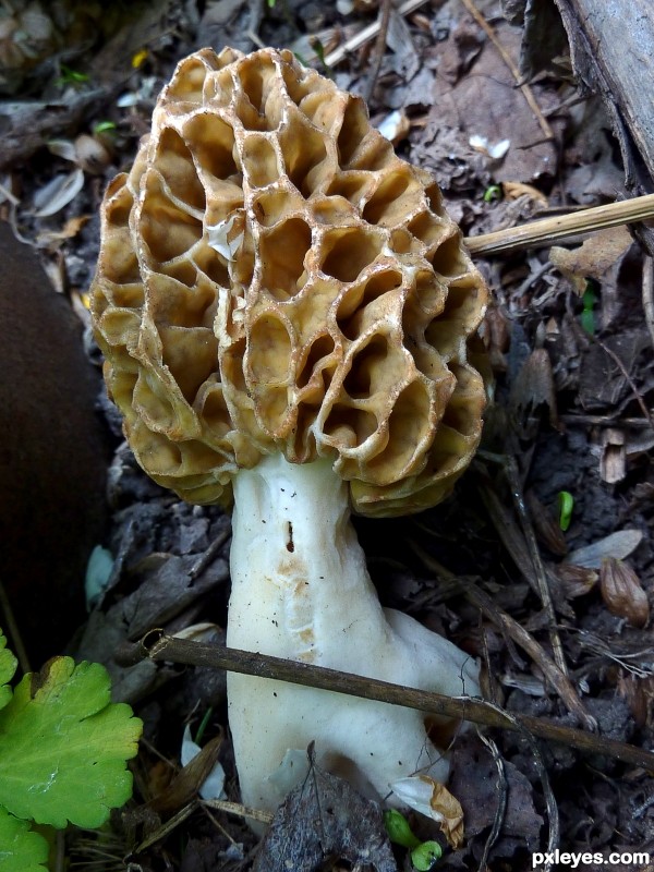 Spring mushrooms