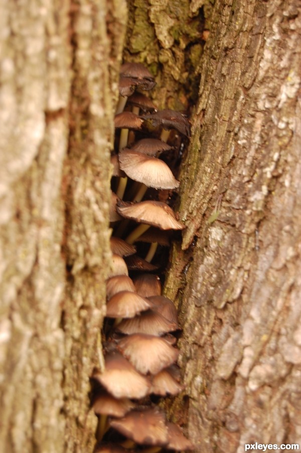 Mushrooms in a Tree