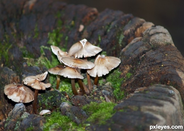 Stumped-Mushrooms