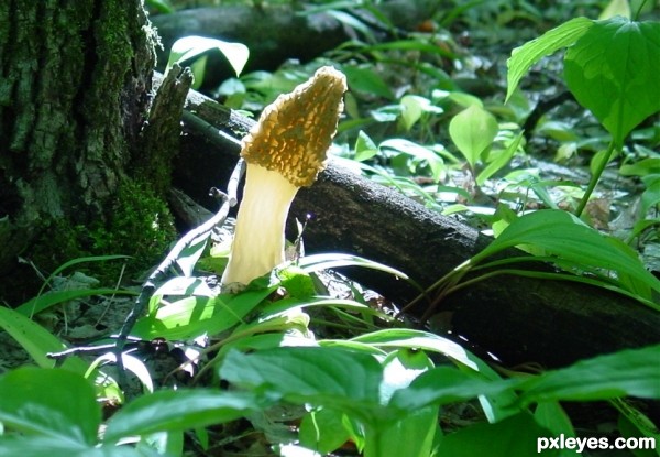 Yellow Morel Close to Sunset