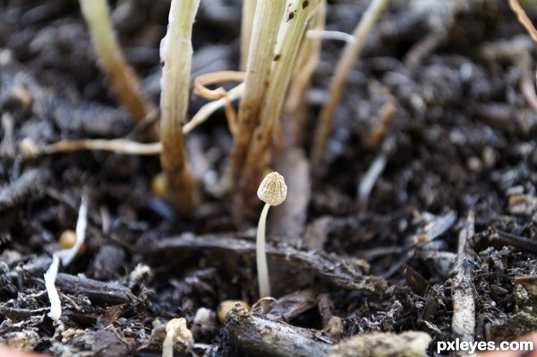 lonely in my chives