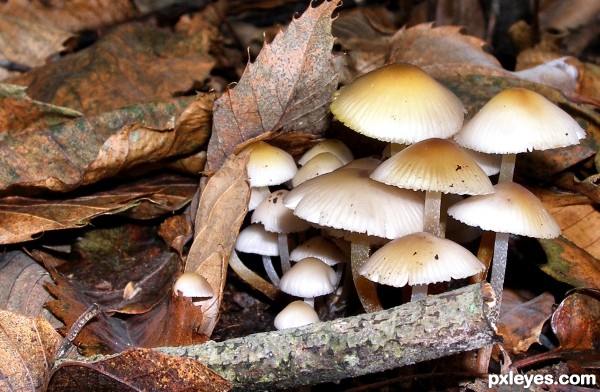 Mushroom umbrella