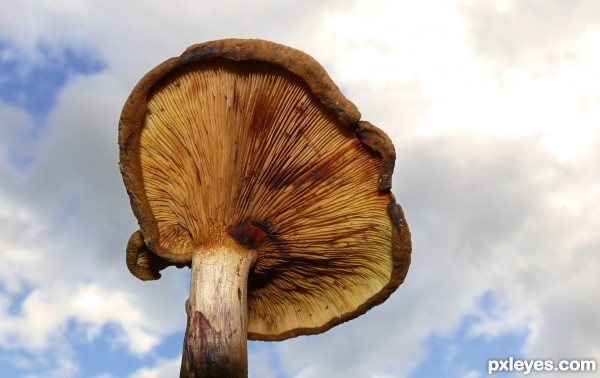 Seen from below