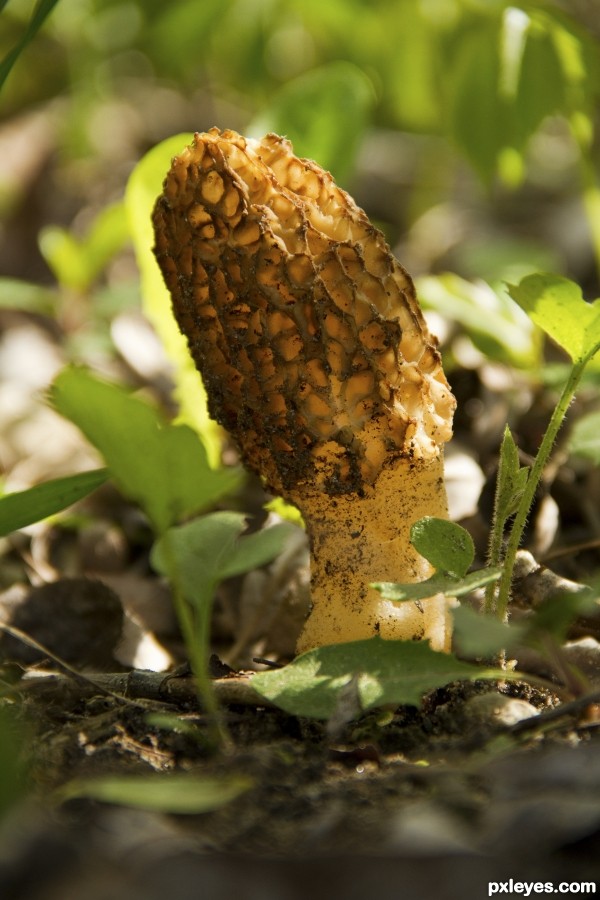 The Morel