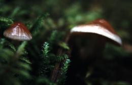 Alaska Mushroom
