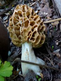 Spring mushrooms