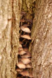 Mushrooms in a Tree