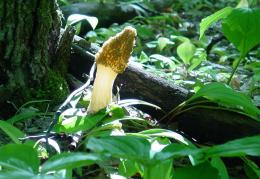 Yellow Morel Close to Sunset