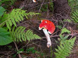 "dead" mushroom...