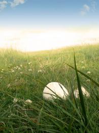 Mushroom and grass