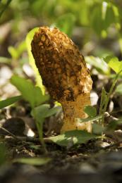 TheMorel