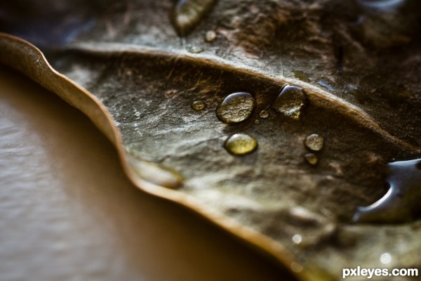 Droplet on the leaf