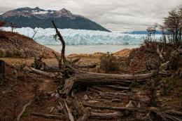 Dead Tree