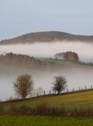 Foggy morning