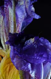 Iris at seasons end