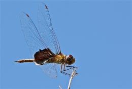 dragonfly