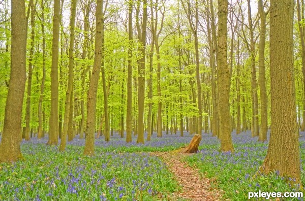 Bluebells in Amersham