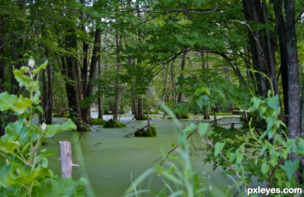 Boggins Bog