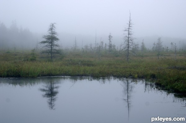 Dead tree, water, fog