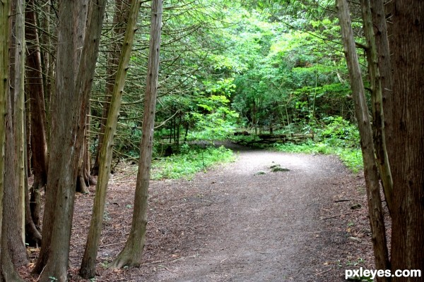 Doorway to the Woods